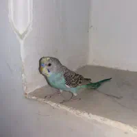 یک عدد مرغ عشق سرحال معاوضه با ماده