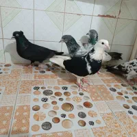 کبوتر پاکستانی و پرشی