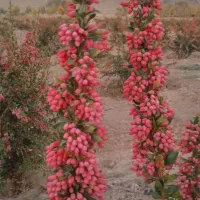 زرشک تازه|خوردنی و آشامیدنی|تهران, درکه|دیوار