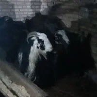 بزد|حیوانات مزرعه|بروجن, |دیوار