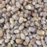 خرما زاهدی امسال کیلو140