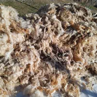 پشم گوسفند|رختخواب، بالش، پتو|پلدشت, |دیوار