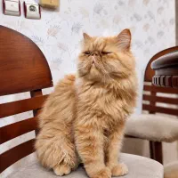پرشین نر