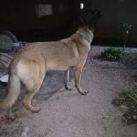 سگ مالینیوز باهوش و زیبا و جوان