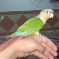 طوطی گرینچیک