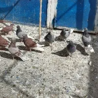 کفتر|پرنده|قم, باجک دو|دیوار