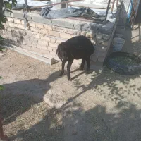 بره ۵ماهه ۱بوقلمون ۱اردک ۱غاز۱مرغ
