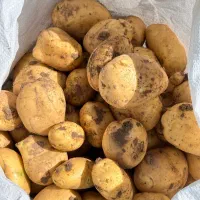 سیب زمینی لوکس بستان آباد|خوردنی و آشامیدنی|بستان آباد, |دیوار