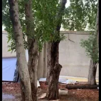 خرید چوب با بالاترین قیمت