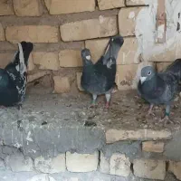 فروش دو جفت کفتر پلاکی و بهبهانی|پرنده|شیراز, کوشک میدان|دیوار