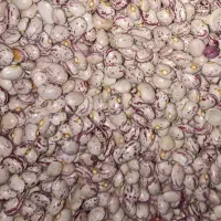 لوبیا چیتی بومی امسال