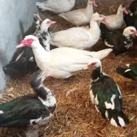 اردک سفید نر گم شد