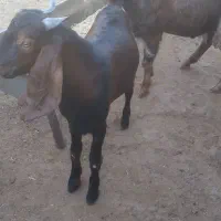 ۲ بز نر جوان چاغ چاغ|حیوانات مزرعه|اهواز, سپیدار|دیوار