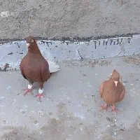 رنگی|پرنده|مشهد, پروین اعتصامی|دیوار