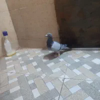 ماده بلژیک شناسامدارمولد|پرنده|رامهرمز, |دیوار