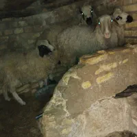 گوسفند فروشی گاوم دارم