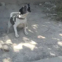 سگ نگهبان سرابی سفت