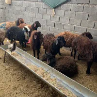 نر بره و بزغاله|حیوانات مزرعه|شاهرود, |دیوار