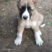 فروش توله سگ