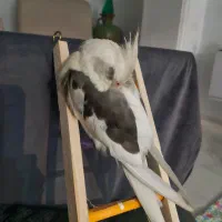 عروس وایت فیس نر ۳ ماه و نیم|پرنده|رشت, سعدی (تختی)|دیوار