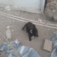 واگذاری یک عدد سگ پا کوتاه