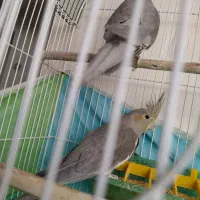دو عدد عروس هلندی نر و ماده|پرنده|فلاورجان, |دیوار
