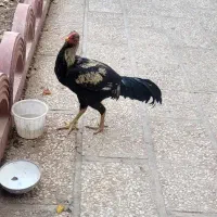لاری کلکسیونی / نژاد خاص و کمیاب