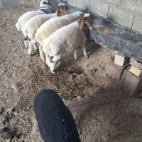 فروش‌‌۵رس‌بره