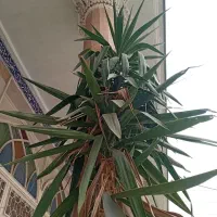 یوکا بلند و تنه دار