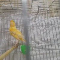 قناری نر وماده