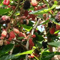 نهال اصلاح شده شاتوت دانه درشت. دره شهر|خدمات باغبانی و درختکاری|ایلام, |دیوار