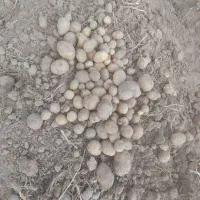 بذرسیب زمینی
