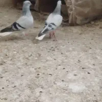 جفت دم. سفیدنر عطیغه جوجه بوم پرشی