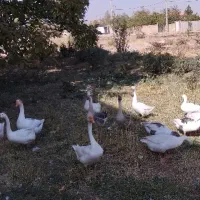 تخم قو غاز اصیل دوناف