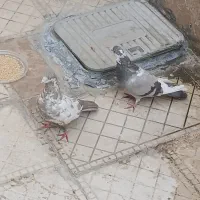 معاوضه با کفتر جفت|پرنده|ملایر, |دیوار