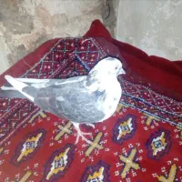 ماده|پرنده|بروجرد, |دیوار