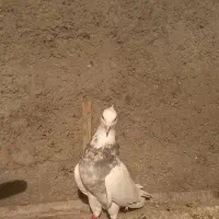 طوقی فروشی|پرنده|مبارکه, |دیوار