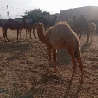 چند نفر شتر
