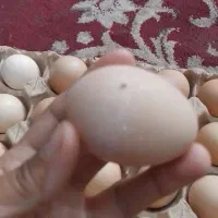 تخم مرغ محلی موجود است|خوردنی و آشامیدنی|دزفول, |دیوار