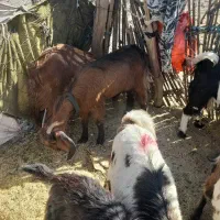 سه تا گیسه مایه دو قلو زا و یک بز و چهار تا چپش|حیوانات مزرعه|کهنوج, |دیوار