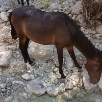 اسب تورک دره شور
