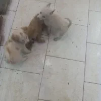 پامر روباهی ماده و دو تا توله نر