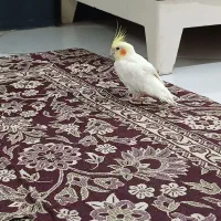 طوطی عروس
