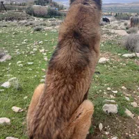 سگ نر سرابی قدیم