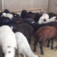 35 رس بره نر افشاری