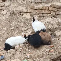 خرگوش|موش و خرگوش|شهرکرد, |دیوار