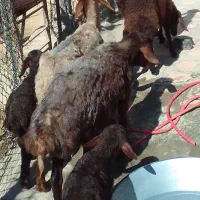 شیشک ۳شیره ومیش بره بزرگ قیمت مفت