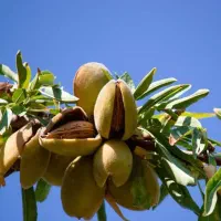 پیشفروش نهال بادام حریر دوساله|خدمات باغبانی و درختکاری|ازگله, |دیوار