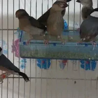 فنج نرگسی کینگ اروپایی. بنگالی