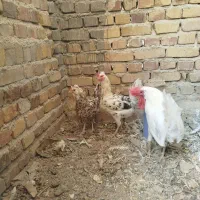 مرغ گلین و خروس سفید